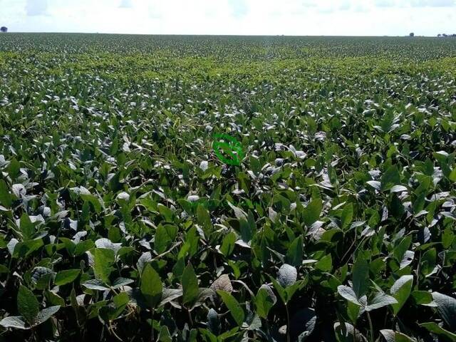 #394 - Fazenda para Venda em Acreúna - GO