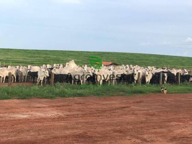 #552 - Fazenda para Venda em Guadalupe - PI