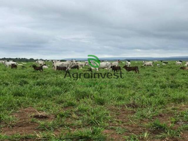 Fazenda para Venda em Guadalupe - 4