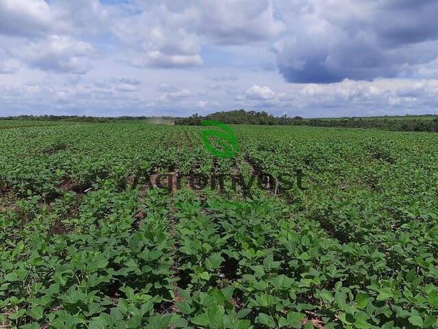 #641 - Fazenda para Venda em Barra do Ouro - TO - 2