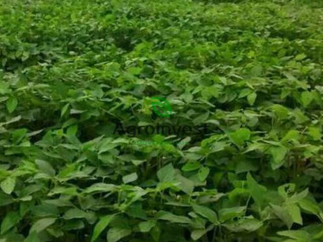 #732 - Fazenda para Venda em Araguaína - TO - 2