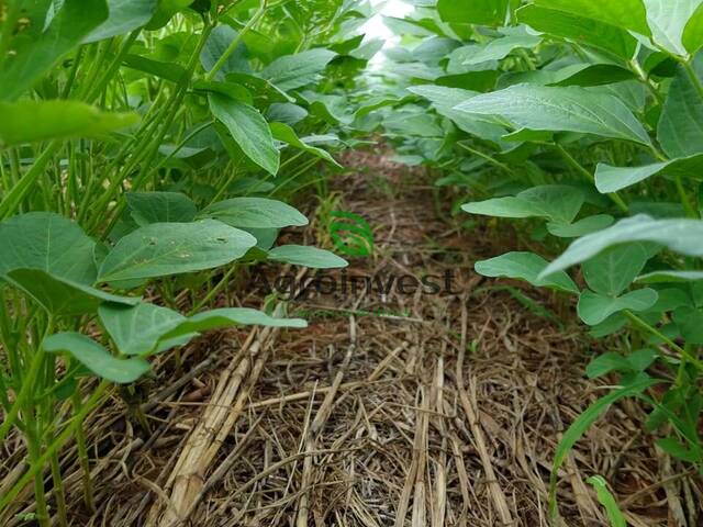 #746 - Fazenda para Venda em Goiatins - TO - 3