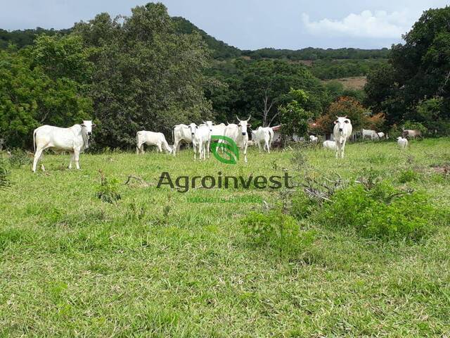 Venda em Zona Rural - Palestina de Goiás