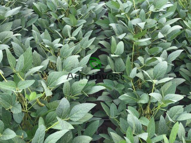 Fazenda para Venda em Balsas - 4