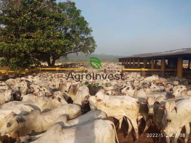 Fazenda para Venda em Juara - 4