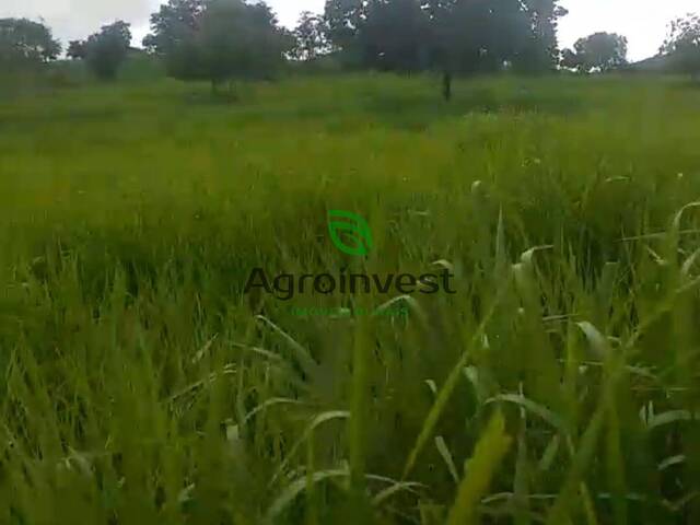 #954 - Fazenda para Venda em Trombas - GO - 2