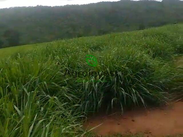 Fazenda para Venda em Trombas - 4