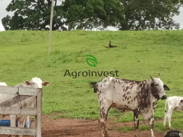 Chácara para Venda em Jaraguá - 4