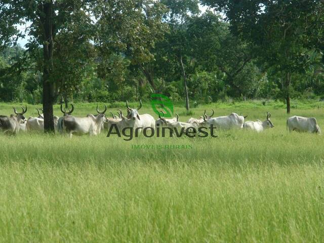 Chácara para Venda em Jussara - 3