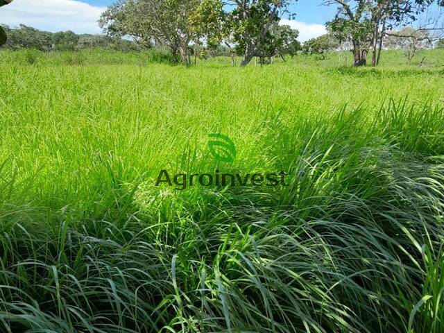 Fazenda para Venda em São Salvador do Tocantins - 2